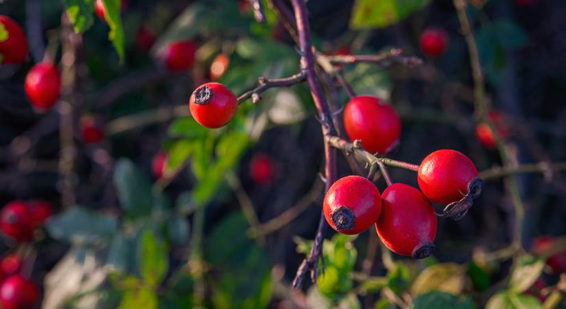 Ez a magyar növény lehet a jövő nagy nyertese? Egyre többen keresik