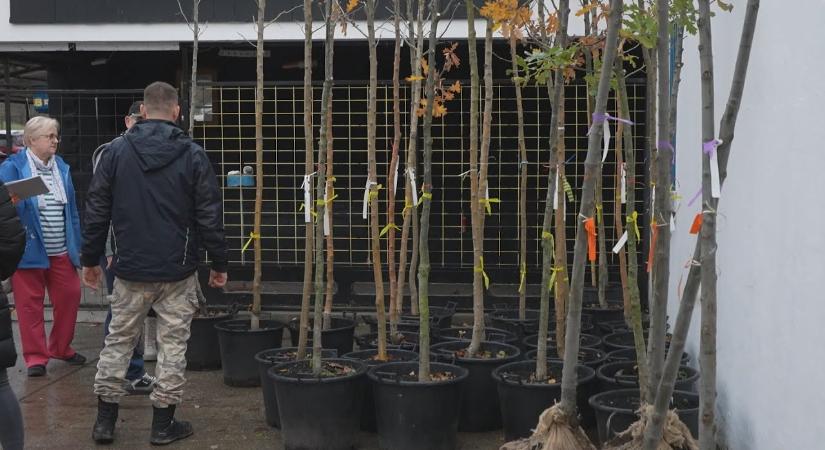 Hazavitték a családok az igényelt facsemetét
