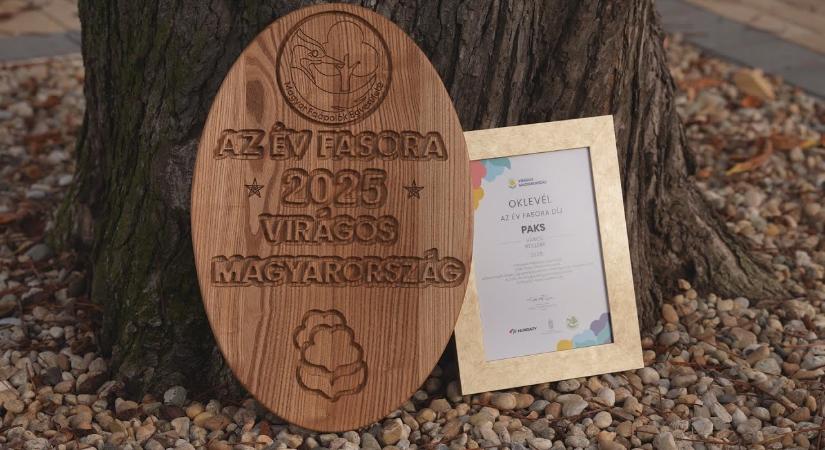 Az év fasora lett a vadgesztenyesor