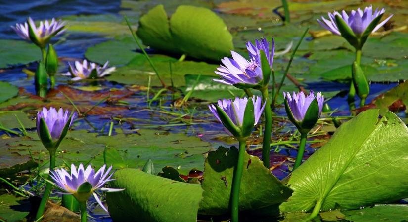 A kerti tó karbantartási titka: 20 perc alatt újjávarázsolhatod