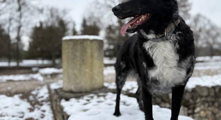 Villámkvíz: mindent tudsz a magyar kutyafajtákról?