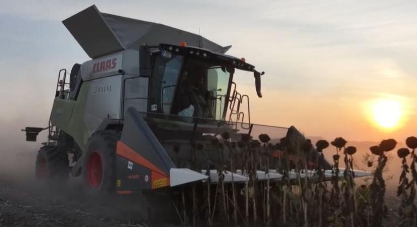 Egymenetes betakarítás és száraprítás – az Optigép új napraforgó-vágóasztala  VIDEÓ