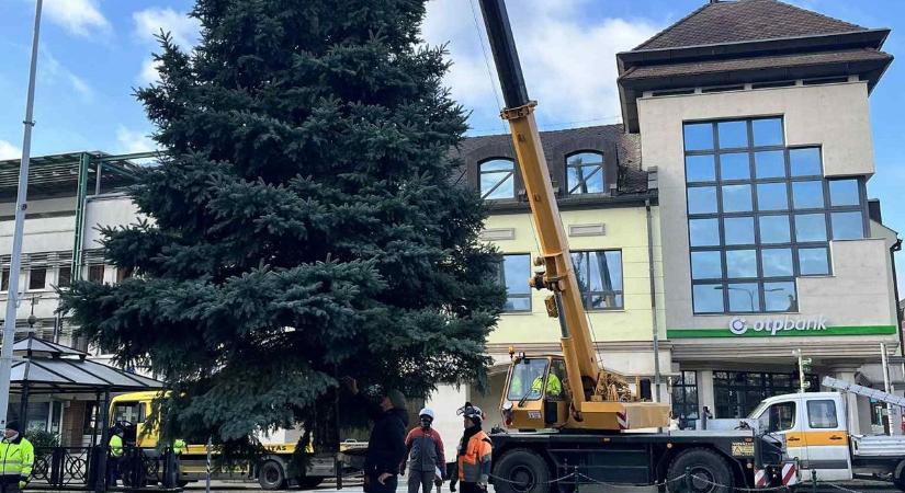 Megérkezett a városi karácsonyfa Tapolcára: gyönyörű fenyő díszíti a főteret (videó)