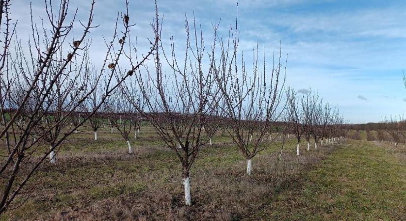 Növényvédelmi előrejelzés: Itt a tél a küszöbön – a hátralévő apró munkák sokat számítanak