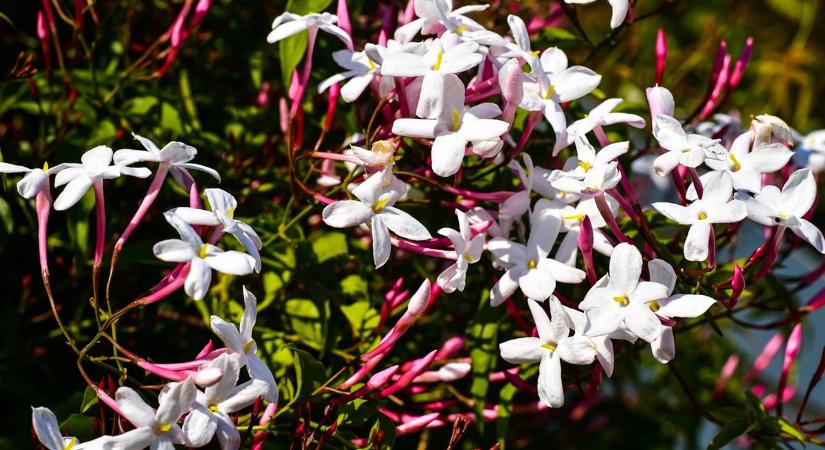 Téli illatok a kertben – növények, amelyekhez érdemes közel hajolni