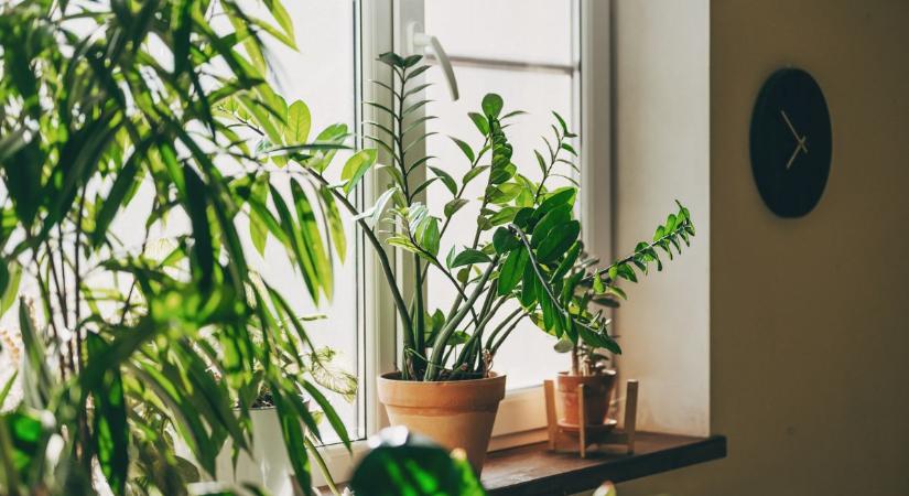 A NASA tanulmánya szerint ez a 3 szobanövény elősegíti a mély, pihentető alvást