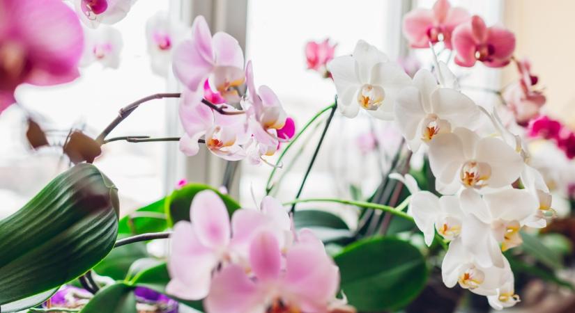 Erre is figyelj, hogy újra virágozzon az orchidea