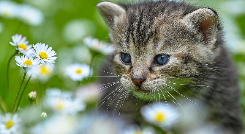 Ebből lesz nagy nyávogás: jöhet a macskák kötelező chipeltetése