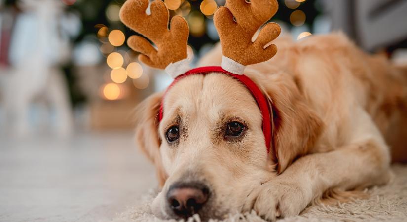 Álmában állt le a férfi szíve, végül a család golden retrievere mentette meg