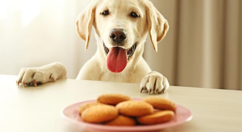 Az embereknek kutya génjeik vannak