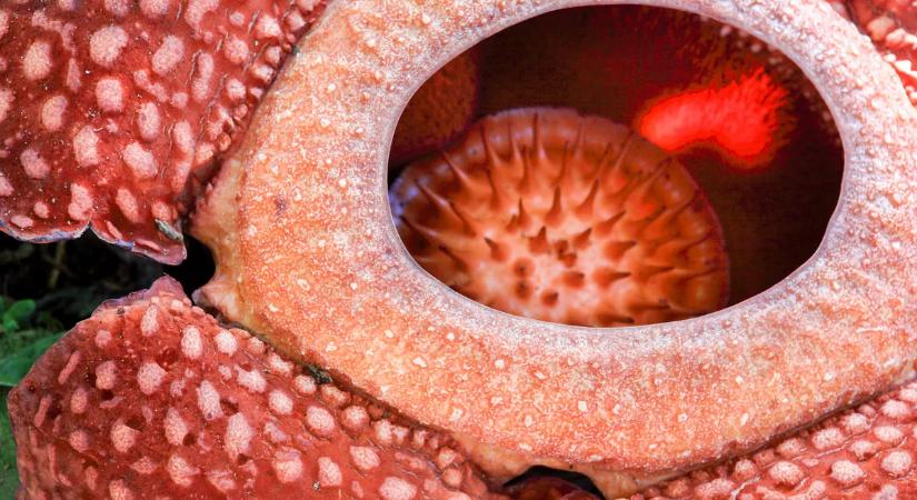 Zokogva talált rá egy nagyon ritka virágra az oxfordi egyetem docense – videó