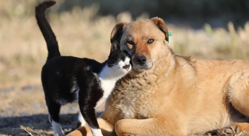 Az unióban kötelező lesz minden kutyát és macskát mikrocsippel ellátni