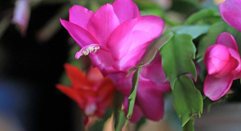 Mivel segíthetjük elő a karácsonyi kaktusz virágzását?