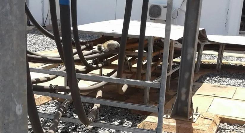 Amikor egyetlen majom miatt egy egész országban áramszünet volt