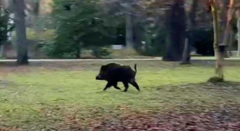 Afrikai sertéspestist azonosítottak elhullott vaddisznóban a Szentendrei-szigeten