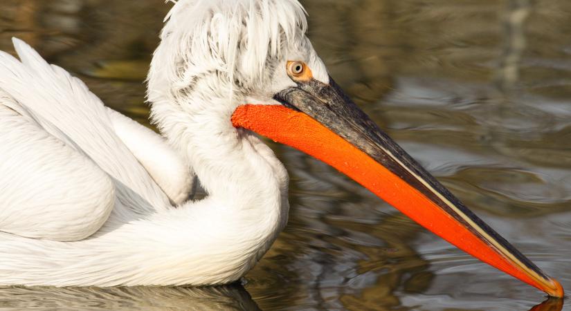 Magyarország madarai: a borzas gödény
