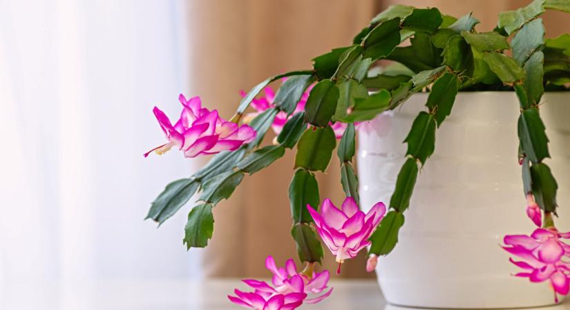 Így locsold a karácsonyi kaktuszt, hogy az ünnepekre virágba boruljon