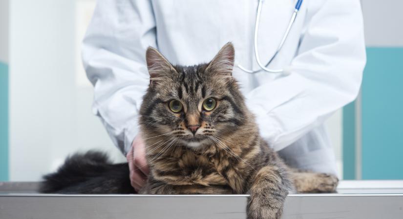 A macskák is lehetnek véradók: ilyen egyszerűen menthet életet kedvenced