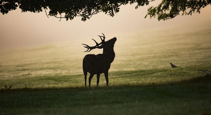 Drágulnak az amerikai parkok külföldieknek