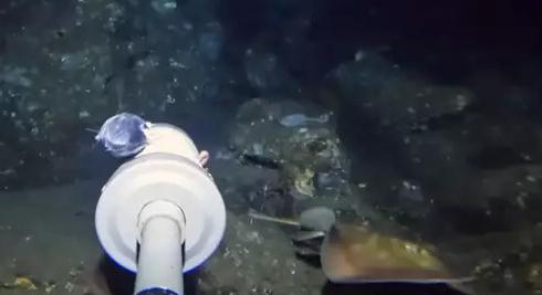 Olyan lényt rögzített a kamera a tenger mélyén, amelyet még a szakértők sem tudtak azonosítani