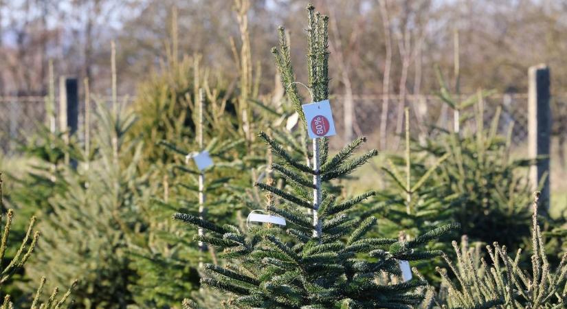 Erre figyelj mielőtt karácsonyfát veszel – a káli termelő tanácsai fenyővásárláshoz