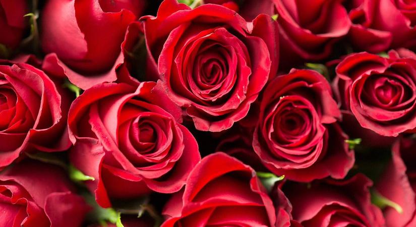 Vérrel öntözött rózsák Ecuadorból