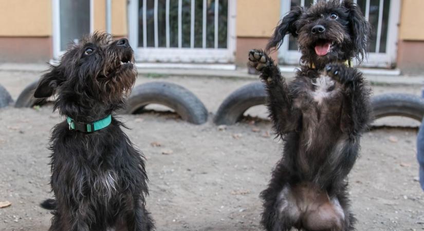 Sok kicsi sokra megy– téli gyűjtés a menhelyi állatokért