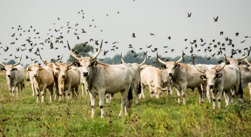 A magyar szürkemarha reneszánsza: ez Szomor Dezső küldetése