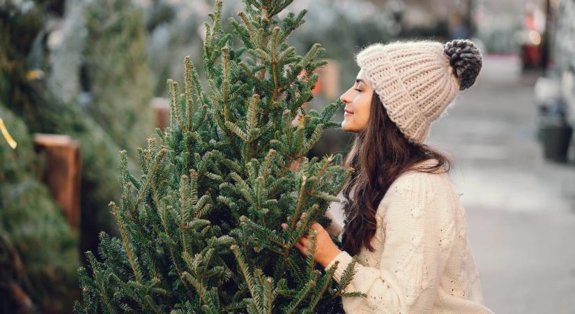 Karácsonyfa árak 2025: ezekre a számokra készülj vásárláskor