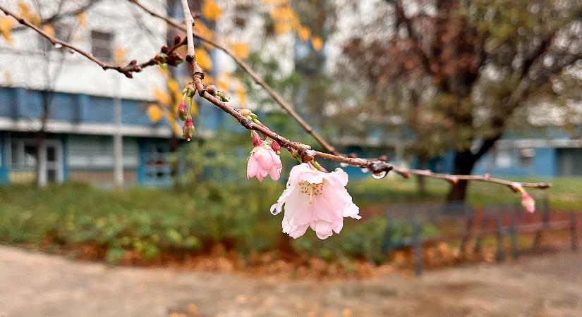 Még nyílnak a völgyben… – Lami Juli jegyzete