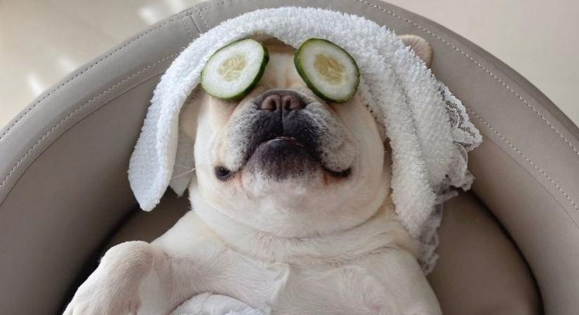 Most akkor tényleg megadóztatják a kutya- és macskatartást Magyarországon? Megvan a pontos terv – mindenki kiszámolhatja, mennyit fizethet