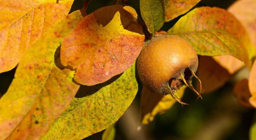 A gyümölcs, ami „magát főzi meg”