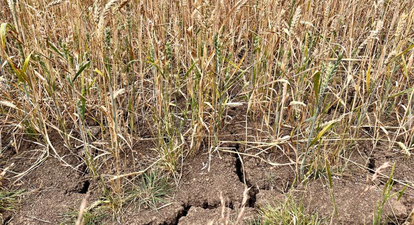 Egyre több gazda kísérletezik ezzel a növénnyel: vége a régi fajoknak?