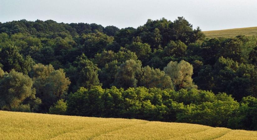 Aranyat találtak a Zselicben, mindent helyszínt pontosan rögzítettek a természetfilmesek