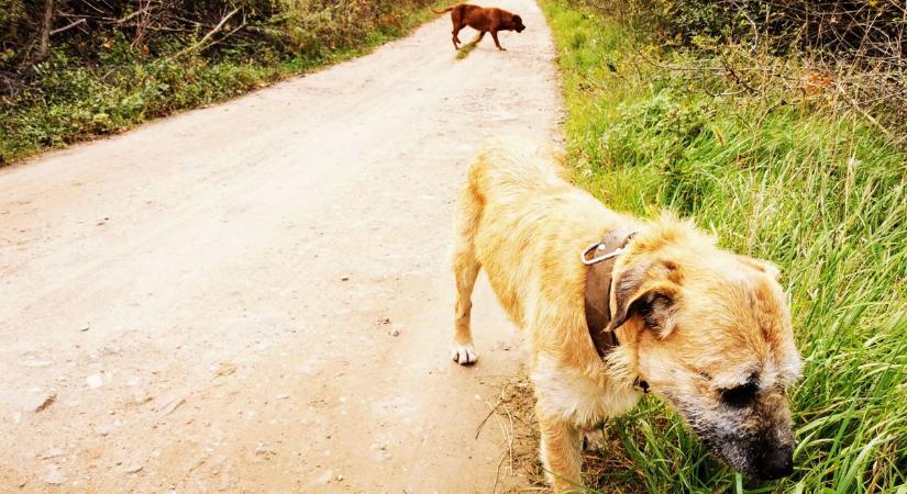 Szigorú tiltás lépett életbe, büntetik a kóbor kutyák etetését: kiderítettük, mi vár most ebekre