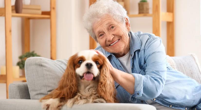 Baloldali megszorítócsomag: így nézne ki a 2026-ra tervezett országos állattartási sarc