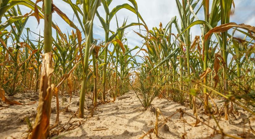 Az elsivatagosodás küszöbén – mit tehet a mezőgazdaság?