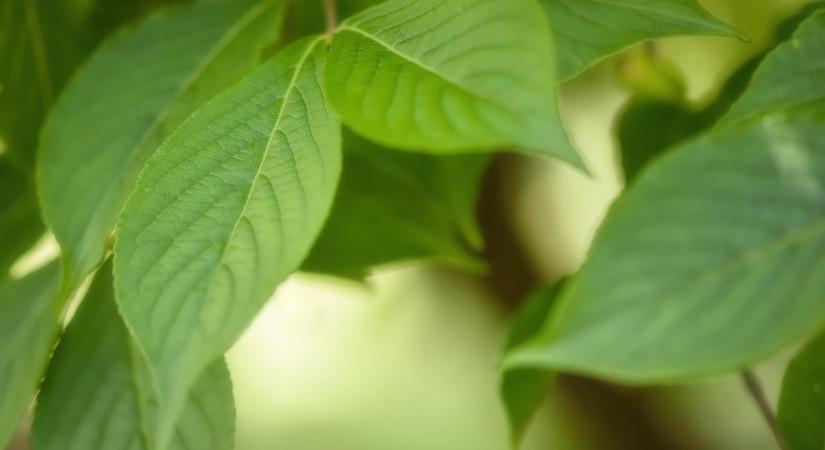 35. Növényvédelmi Fórum Keszthely – 2026