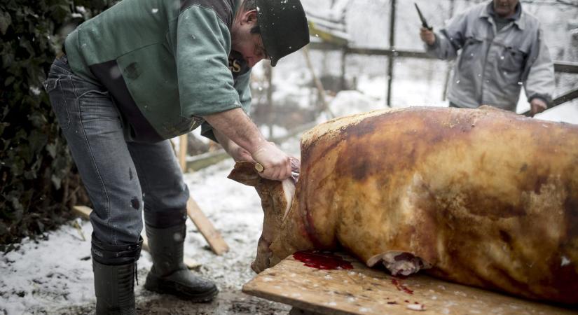 Decembertől hétvégén is lesz trichinellózis-vizsgálat Hargita megye három nagyvárosában