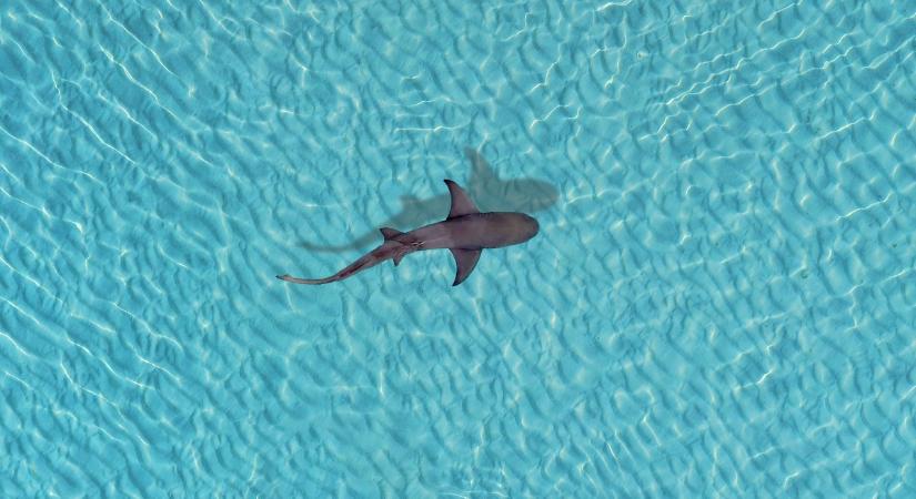 Halálos cápatámadás történt Ausztráliában, egy fiatal nő az áldozat