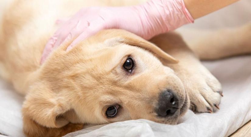 A kutyák túlélték, de a történet nem ért véget – állatkínzás miatt emeltek vádat Szentesen