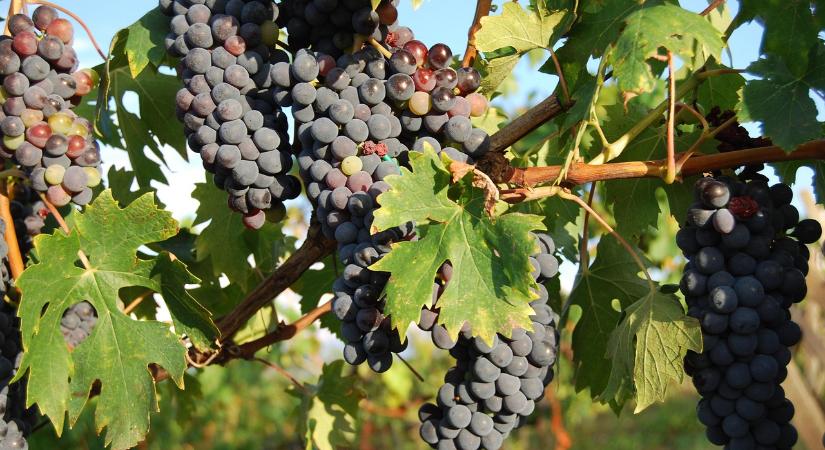 Új területen jelent meg az aranyszínű sárgaság