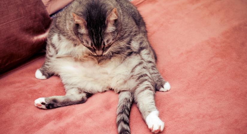 Miért ül a cicám furcsán? A macskák különös ülőhelyzeteinek háttere (videó)