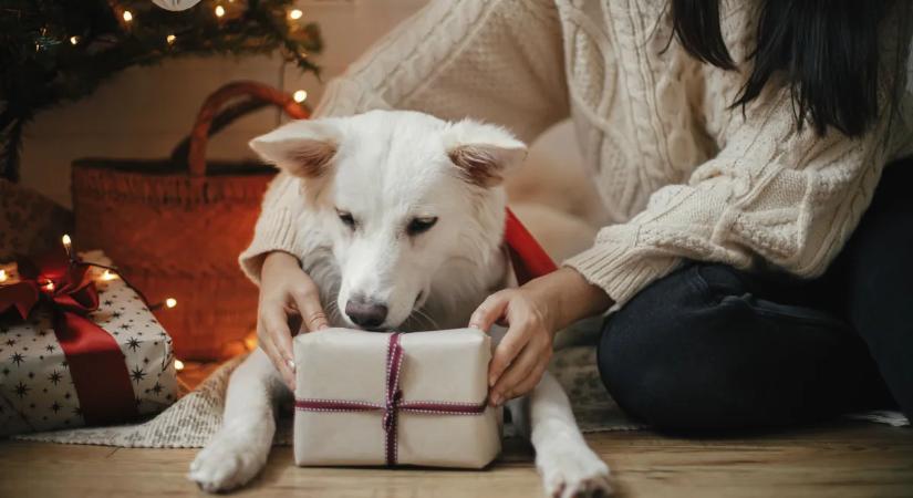 Garantált a boldogság: 5 szuper karácsonyi ajándékötlet kutyásoknak