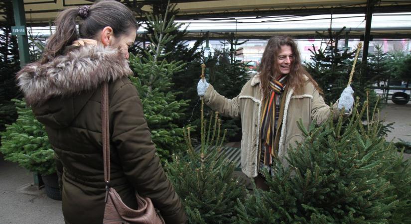 Elszállnak a karácsonyfaárak az idén, brutális drágulással nyitnak a fenyőfavásárok