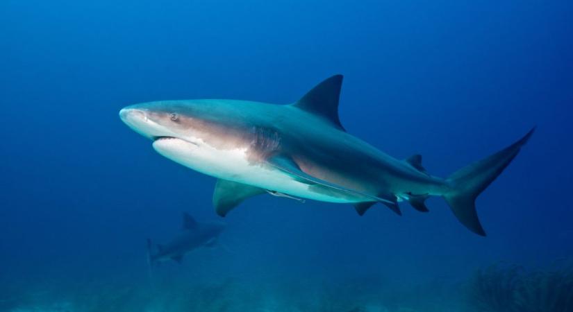 Hatalmas bikacápa támadt egy fiatal párra, egyikük meghalt