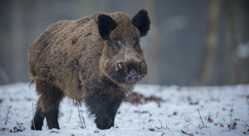 Budapestet is elérte a rettegett járvány