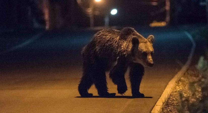 Ismét medve kószált Dicsőszentmártonban (VIDEÓ)