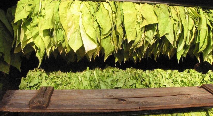 Kedvezően alakult az idei dohányszezon Magyarországon