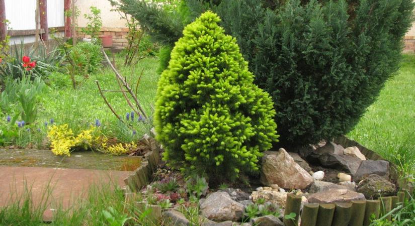 Cukorsüvegfenyő – a kert legaranyosabb minifenyője, amely minden évszakban díszít